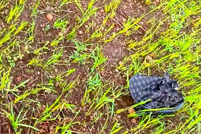 Nữ sinh lớp 8 đi chăn bò thuê bị sét đánh tử vong