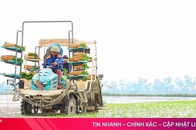 Hà Tĩnh kiến tạo những 'bể hấp thụ carbon' cho tương lai bền vững