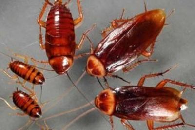 Australia: Thu giữ hơn 100.000 con gián ngoại lai
