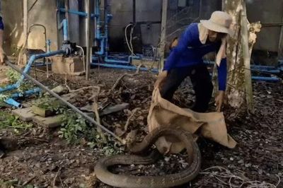 Rắn hổ mang chúa áp đảo trăn 3m trong cuộc chiến dữ dội, đội cứu hộ khẩn cấp vào cuộc