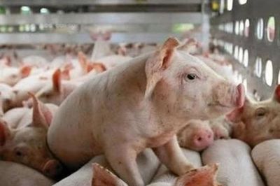 Giá heo hơi ngày 5/6: Nhiều địa phương đồng loạt giảm giá