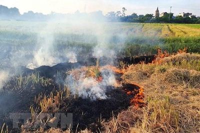 Quảng Trị tìm lời giải kinh tế cho bài toán đốt rơm rạ