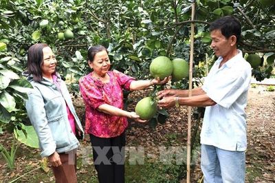 Nâng chất nông sản để chinh phục thị trường khó tính