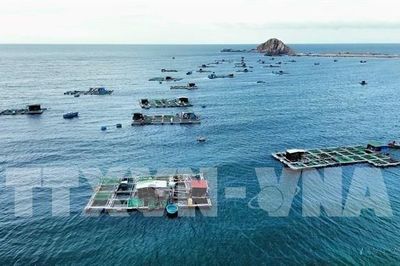 Ngành tôm trước áp lực chất lượng giống và bài toán tăng trưởng