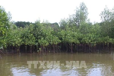 Trồng thêm hơn 4.000 cây đước để Cà Mau ứng phó sạt lở