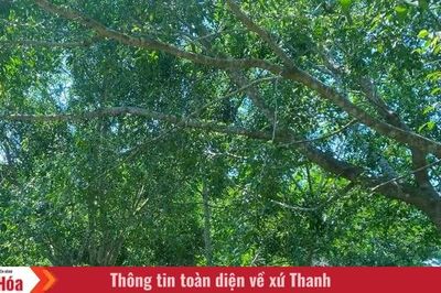 Nhắm mắt lại trong vườn lộng gió