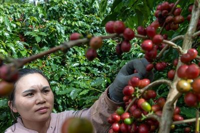 Giá cà phê hôm nay 5/6/2026 dao động 85.300 - 86.000 đồng/kg