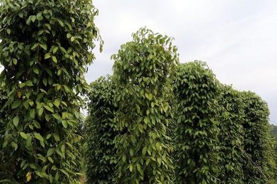 Giá tiêu hôm nay 5/6/2026: Hồ tiêu tăng giá tại tất cả các địa phương