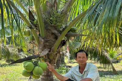 Phát triển cây dừa hữu cơ: Hướng đi bền vững cho nông dân