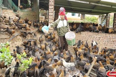 Phát triển chăn nuôi hiệu quả, bền vững