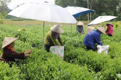 Diện mạo mới ở Phú Lương