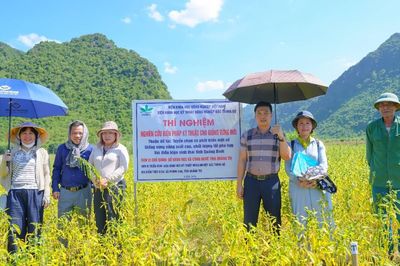 Nhiều giống vừng triển vọng thích nghi tốt với điều kiện sản xuất ở Quảng Trị