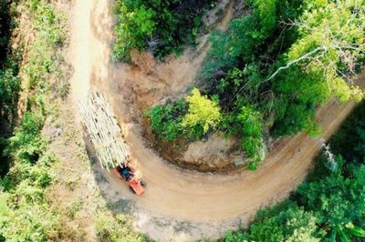 Thái Nguyên: Ngành lâm nghiệp từng bước tham gia vào chuỗi cung ứng toàn cầu