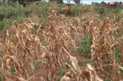 El Nino đe dọa nghiêm trọng an ninh lương thực tại châu Á