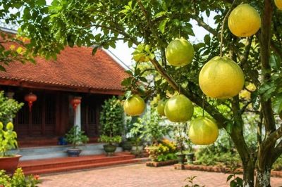 Trồng cây bưởi trước nhà phong thủy có tốt không?