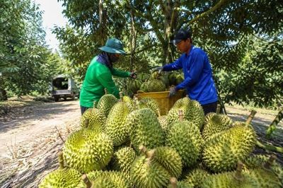 Đồng Tháp triển khai hàng loạt giải pháp thúc đẩy xuất khẩu nông, lâm, thủy sản năm 2026