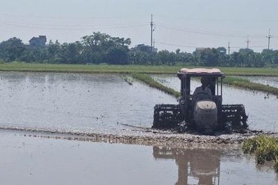 Phú Xuyên: Tập trung sản xuất vụ mùa đảm bảo lịch thời vụ