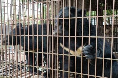 Kêu gọi chấm dứt tình trạng nuôi nhốt gấu tại Hà Nội