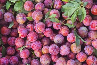 Quả mận đang chính vụ giá siêu rẻ, đem nấu canh hay om thịt vịt vừa lạ miệng vừa giải nhiệt ngày hè