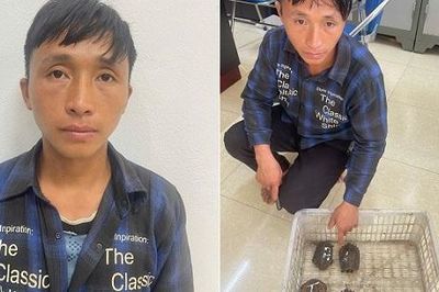 Khởi tố Thào A Sì do đem 5 cá thể rùa đi bán