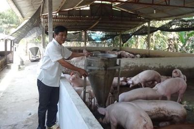 Người nuôi heo lãi lớn