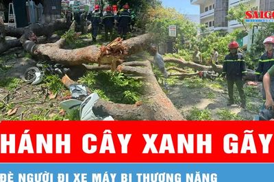 Khánh Hòa: Nhánh cây xanh gãy, đè người đi xe máy bị thương nặng