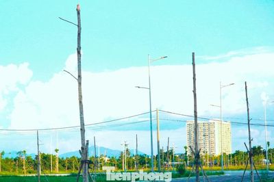 Hàng trăm cây xanh chết khô ở khu đô thị xanh nghìn tỷ