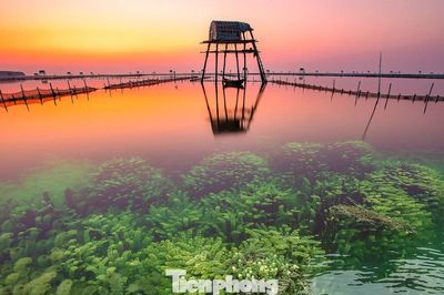 Khung cảnh 'siêu thực' trên bãi biển nổi tiếng Hưng Yên