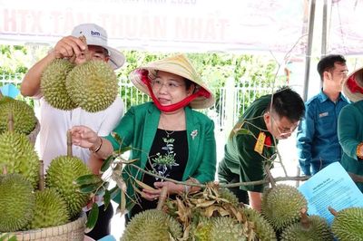Nói thẳng lý do giá sầu riêng vừa chạm đỉnh đã rơi xuống đáy