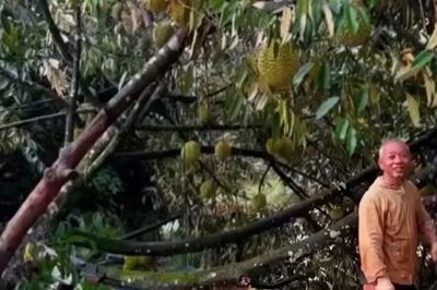 Lốc xoáy kèm mưa lớn làm rụng hơn 50 tấn sầu riêng ở Lâm Đồng