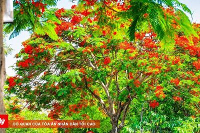 Thời tiết ngày 6/6: Nắng nóng gay gắt đổ bộ, có nơi chạm ngưỡng 38°C
