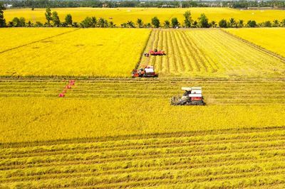 Đề án 1 triệu ha lúa thay đổi tư duy sản xuất của nông dân Tây Ninh