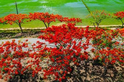 Tuyến đường vùng quê bất ngờ nổi tiếng vì hoa phượng nở đẹp đến ngỡ ngàng