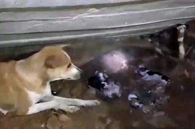 Rắn hổ mang cắn chết 2 con non, chó mẹ lao vào tử chiến để bảo vệ đàn con còn lại