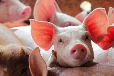 Giá heo hơi ngày 6/6: Nhiều địa phương đồng loạt điều chỉnh giảm