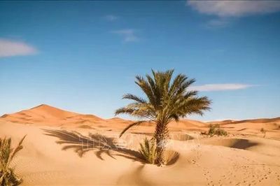 Gần 50 người chết khát giữa sa mạc Sahara