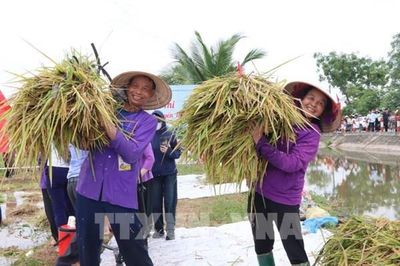Hải Phòng: Ngày hội lúa rươi hữu cơ và xúc tiến thương mại sản phẩm nông nghiệp, sản phẩm OCOP