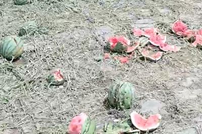 Đang chờ ngày thu hoạch, nông dân sụp đổ khi ruộng dưa thành đống đổ nát, nguyên nhân gây bàng hoàng