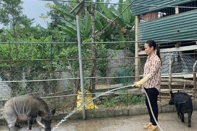 Bảo tồn giống vật nuôi bản địa