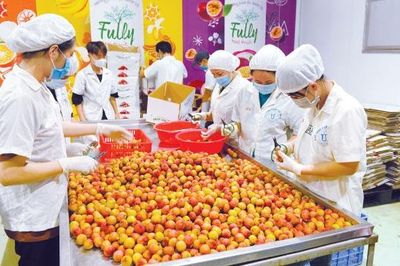Chế biến sâu vải thiều: Giảm áp lực tiêu thụ, tăng giá trị