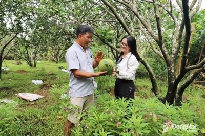 Trồng bưởi hữu cơ cho thị trường xuất khẩu