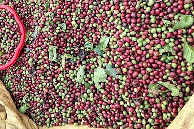 Giá cà phê giảm nhẹ, hồ tiêu đồng loạt tăng 1.000 đồng/kg