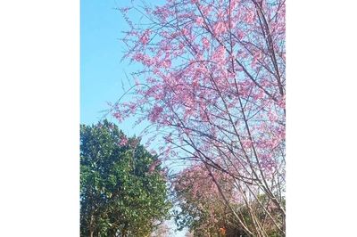 Từ sakura đến sắc thắm anh đào Vĩnh Sơn