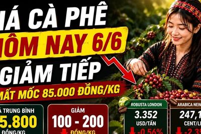 Giá cà phê hôm nay 6/6: Arabica lao dốc hơn 2%, thị trường chịu áp lực