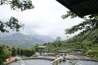 Nuôi cá nước lạnh trước áp lực nắng nóng