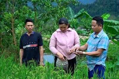 Nuôi ốc trên đồng lúa - mô hình '2 trong 1' của nông dân Phong Dụ Thượng