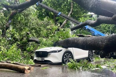 Cây đổ trúng người, hư hỏng tài sản mùa mưa bão: Trách nhiệm thuộc về ai?