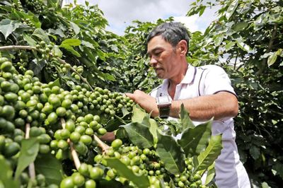 Làm gì để cà phê không còn xuất thô, bán rẻ?