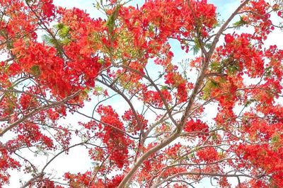 Hoa phượng nở gọi mùa hè về