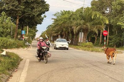 Tăng cường xử lý tình trạng thả rông trâu bò gây mất an toàn giao thông